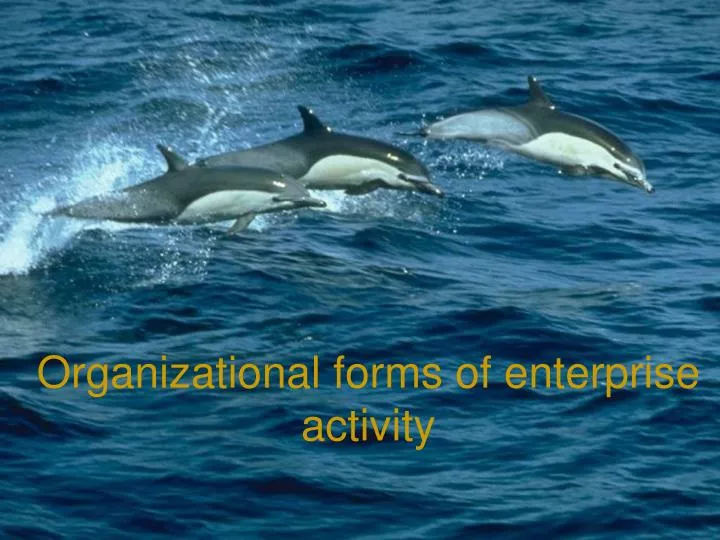 organizational forms of enterprise activity