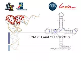 RNA 3D and 2D structure