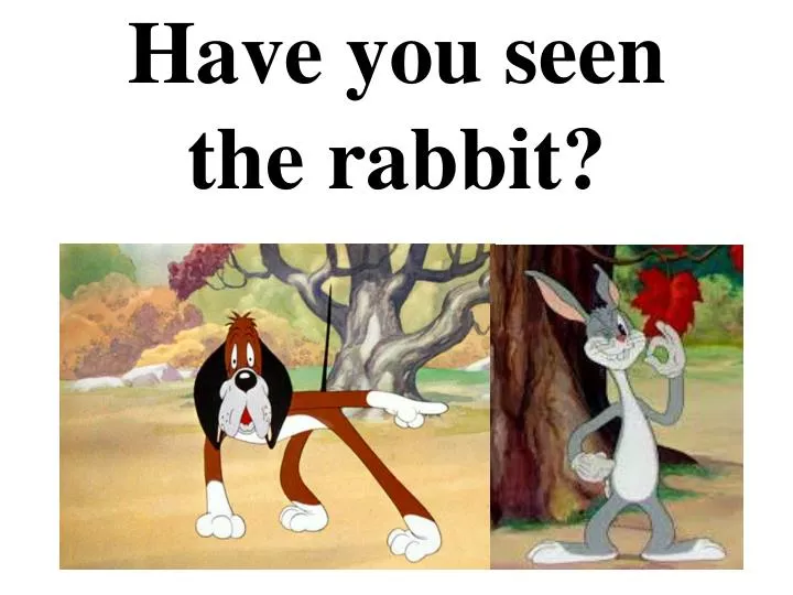 have you seen the rabbit
