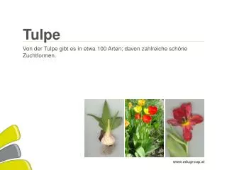 tulpe