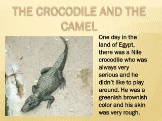 THE CROCODILE AND THE CAMEL