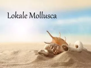 lokale mollusca