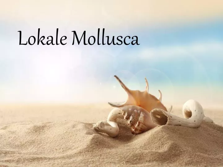 lokale mollusca