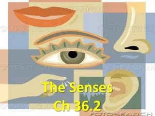 The Senses Ch 36.2