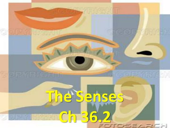 the senses ch 36 2