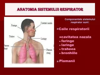 anatomia sistemului respirator
