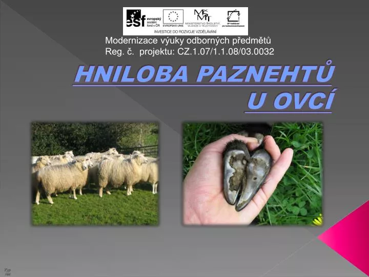 hniloba pazneht u ovc