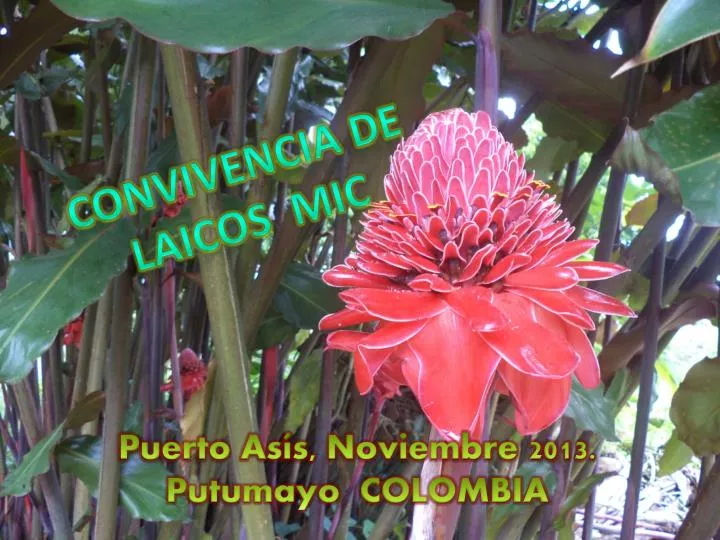 convivencia de laicos mic