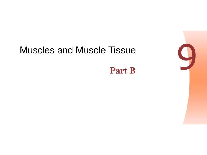 muscles and muscle tissue