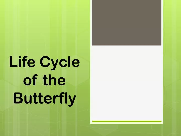 PPT - Life Cycle of the Butterfly PowerPoint Presentation, free ...