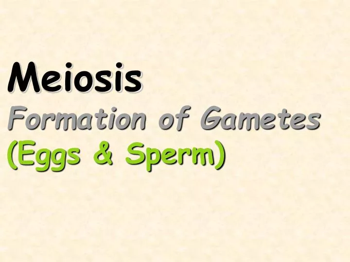 meiosis formation of gametes eggs sperm