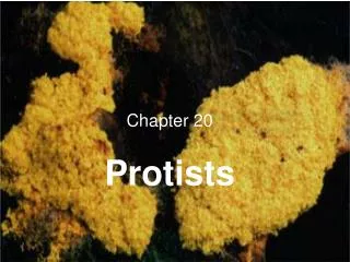 Chapter 20 Protists