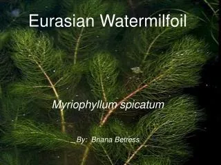 Eurasian Watermilfoil Myriophyllum spicatum By: Briana Betress