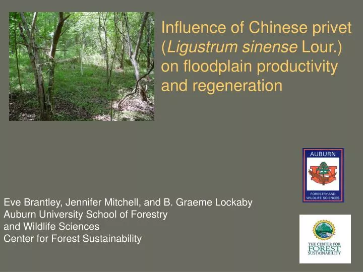 influence of chinese privet ligustrum sinense lour on floodplain productivity and regeneration