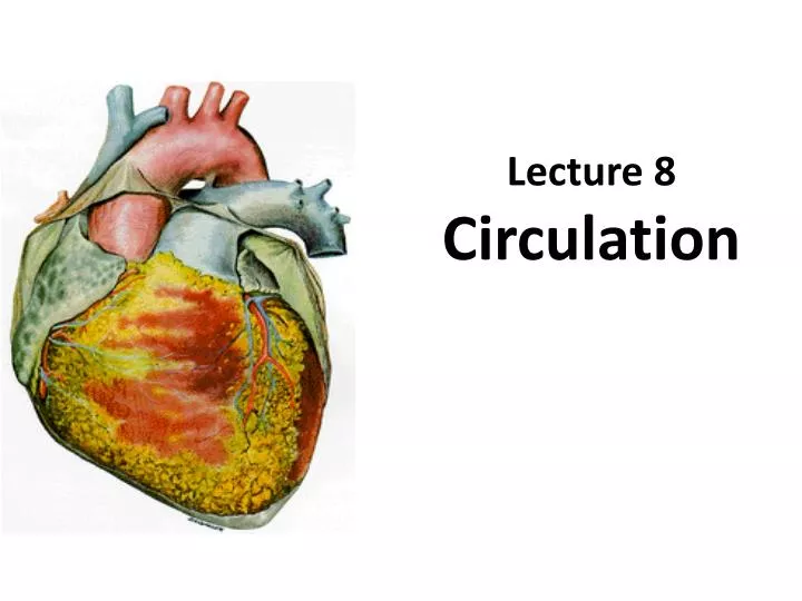 lecture 8 circulation