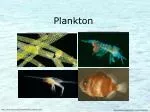 Plankton - slide 1