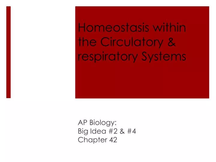 homeostasis within the circulatory respiratory systems