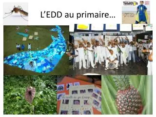 l edd au primaire
