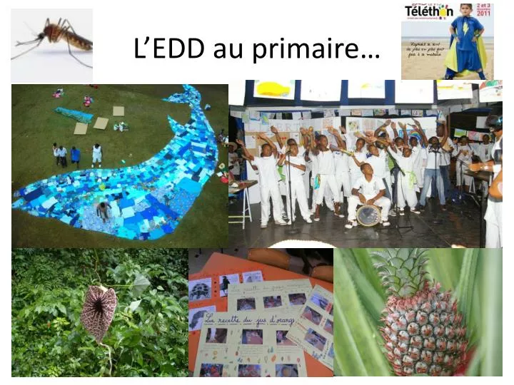 l edd au primaire