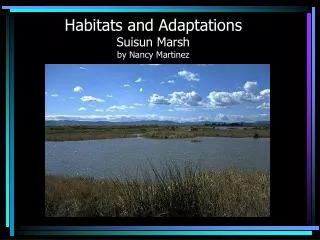 Habitats and Adaptations Suisun Marsh by Nancy Martinez