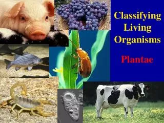 Classifying Living Organisms