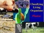 Understanding the Kingdom Plantae: Classification, Evolution, and Structure - slide 1