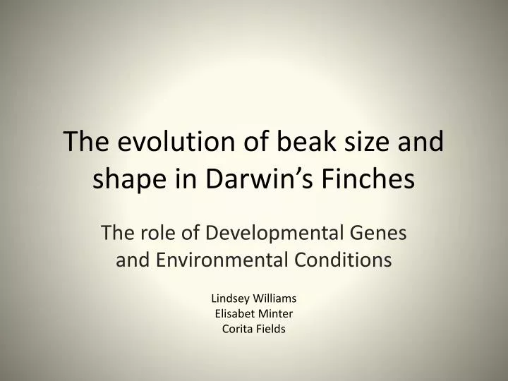 the evolution of beak size and shape in darwin s finches