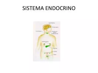 sistema endocrino