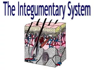 The Integumentary System