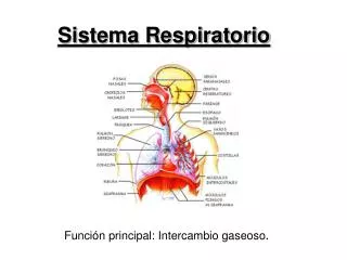 sistema respiratorio