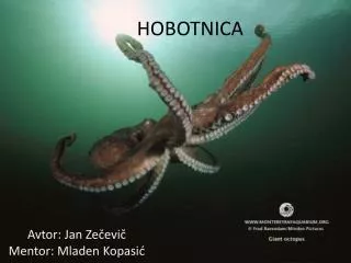 hobotnica