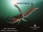 HOBOTNICA - slide 1