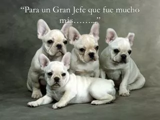 para un gran jefe que fue mucho m s