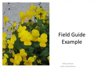 Field Guide Example
