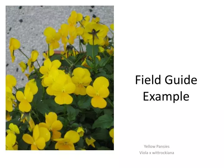 field guide example