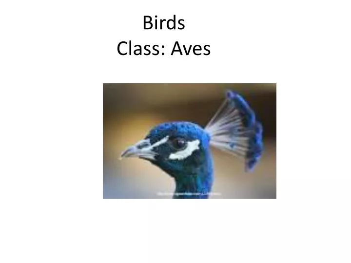 birds class aves