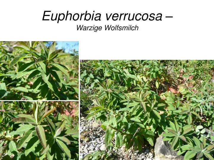 euphorbia verrucosa warzige wolfsmilch