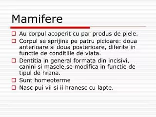 mamifere