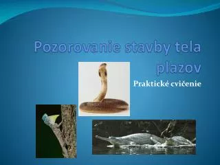 Pozorovanie stavby tela plazov