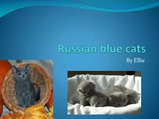 Russian blue cats