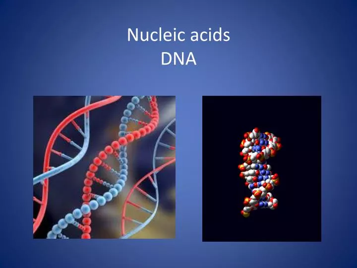 nucleic acids dna