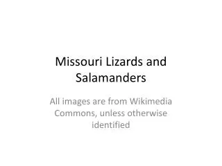 Missouri Lizards and Salamanders
