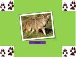 Coyote - slide 1