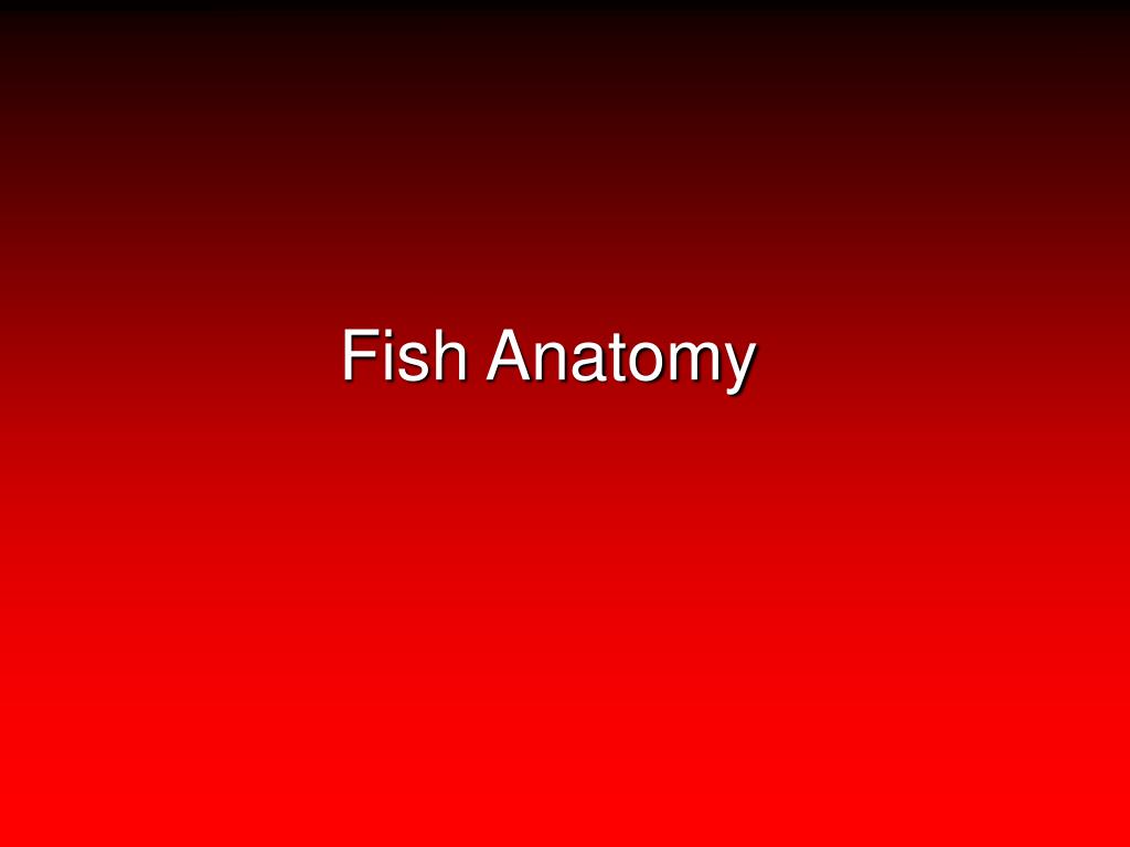 PPT - Fish Anatomy PowerPoint Presentation, free download - ID:3056609