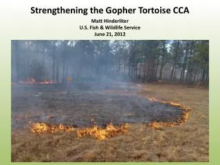 Strengthening the Gopher Tortoise CCA