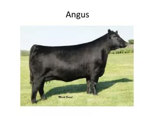 Angus