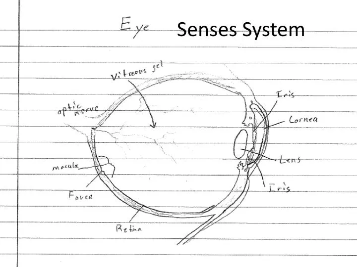 senses system