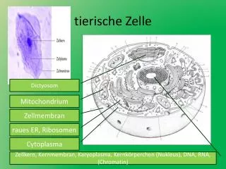tierische Zelle