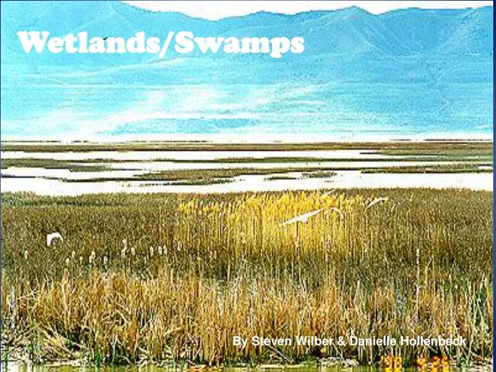 wetlands swamps