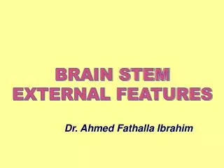 BRAIN STEM EXTERNAL FEATURES